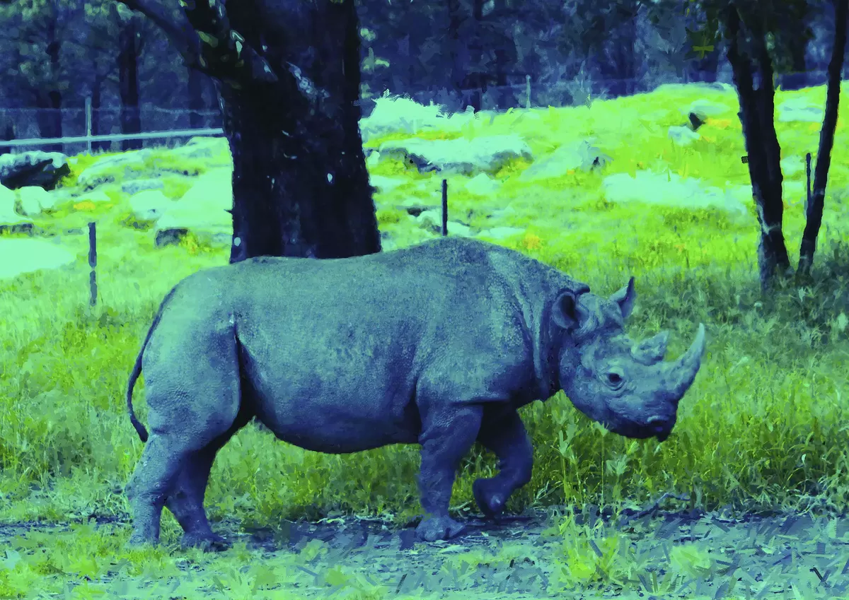 Rhinoceros on bright green grass in stylised colours