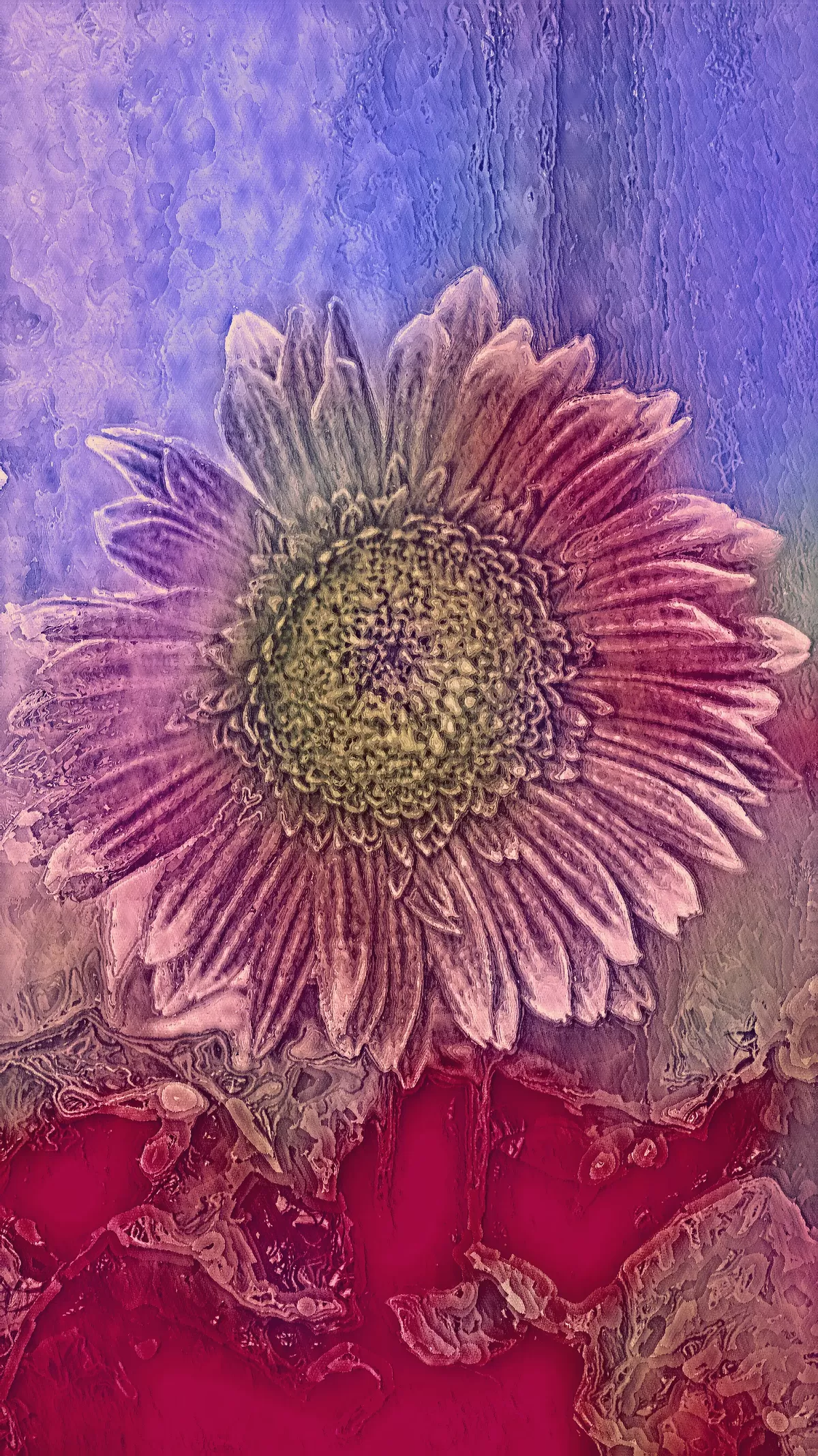 Sunflower in pink and red tones